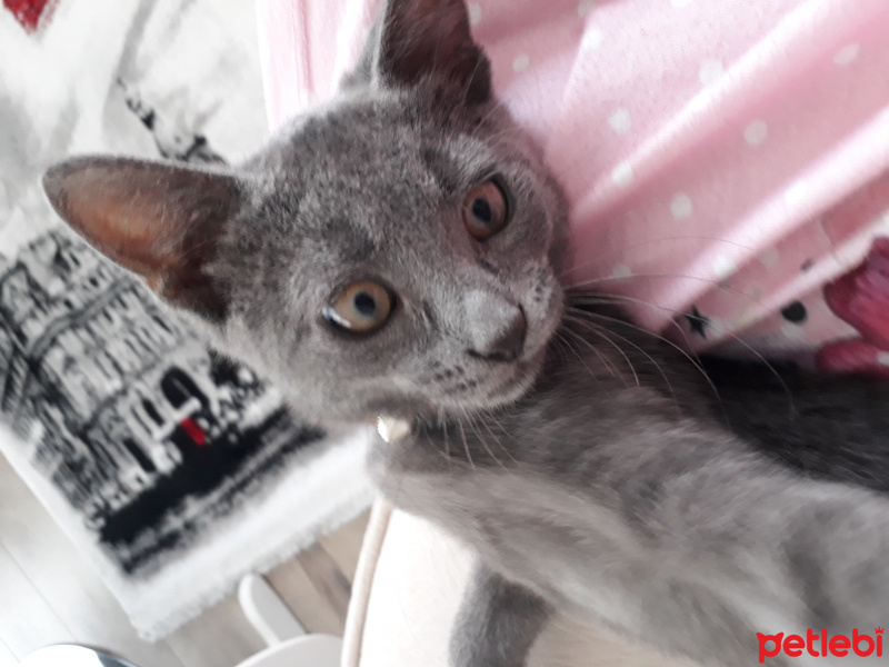 Mavi Rus, Kedi Dumi fotoğrafı