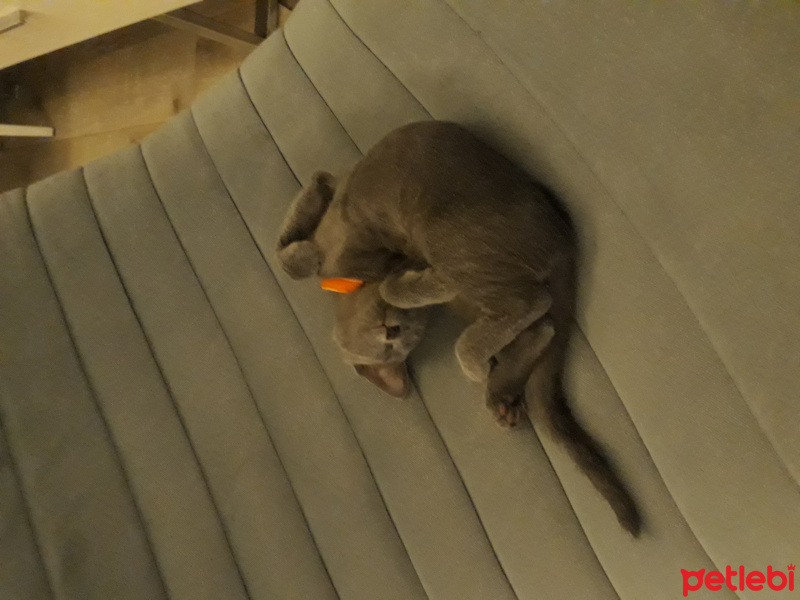 Mavi Rus, Kedi Dumi fotoğrafı