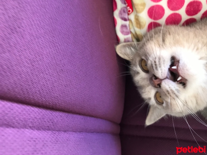 British Shorthair, Kedi Oscar fotoğrafı