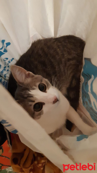 Tekir Kedi, Kedi Emma fotoğrafı