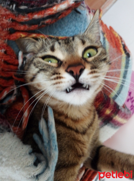 Tekir Kedi, Kedi Mars fotoğrafı