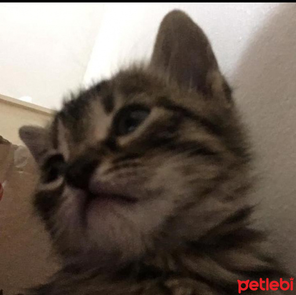 Tekir Kedi, Kedi Mars fotoğrafı