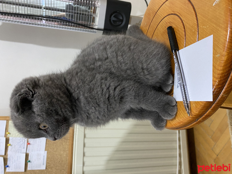 Scottish Fold, Kedi Bella fotoğrafı