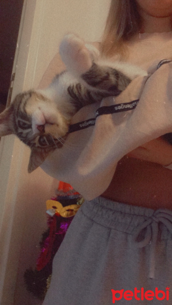 Tekir Kedi, Kedi şef fotoğrafı