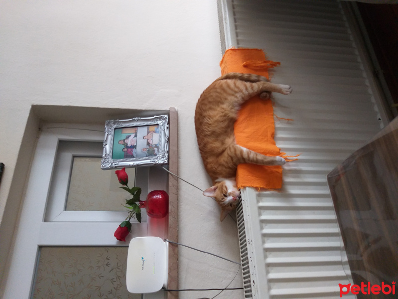 Sarman, Kedi Haydut fotoğrafı