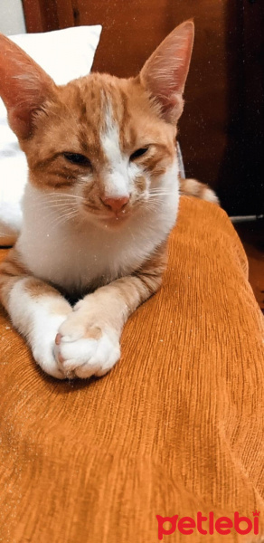 Sarman, Kedi Haydut fotoğrafı