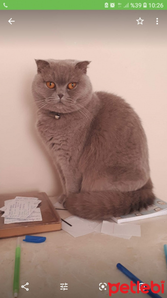 Scottish Fold, Kedi Katie fotoğrafı