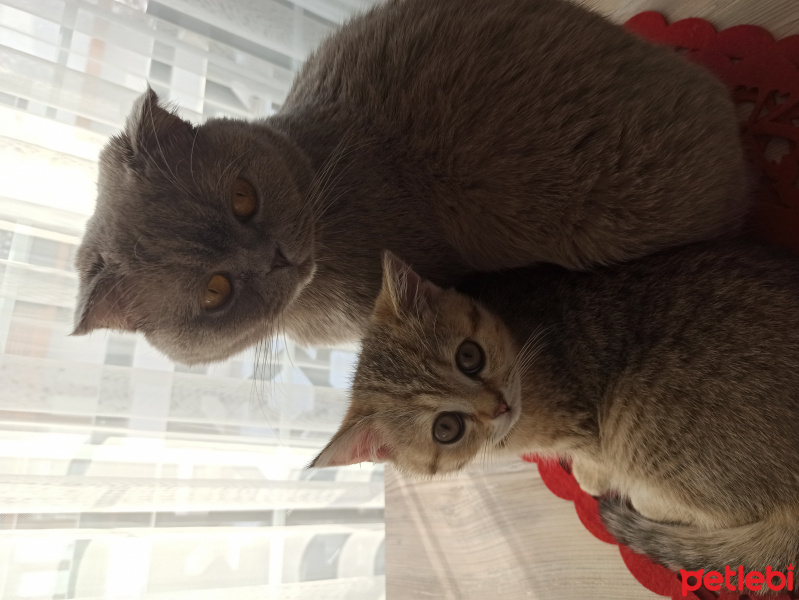 Scottish Fold, Kedi Katie fotoğrafı