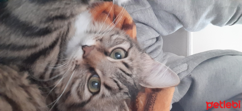 Tekir Kedi, Kedi Nana fotoğrafı