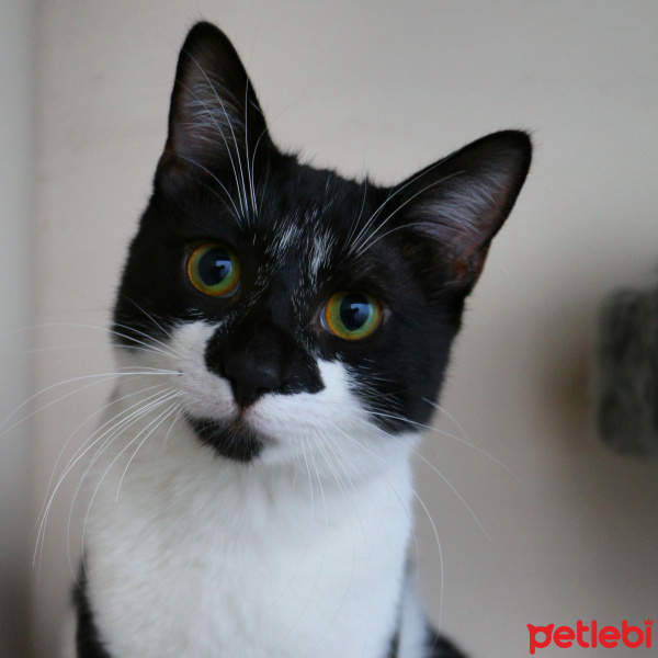 Tuxedo (Smokin) Kedi, Kedi Sylvester fotoğrafı
