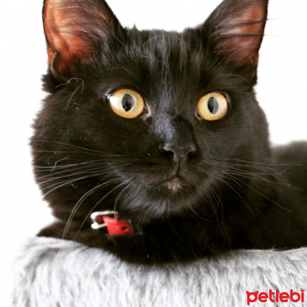 York Chocolate, Kedi Paris fotoğrafı