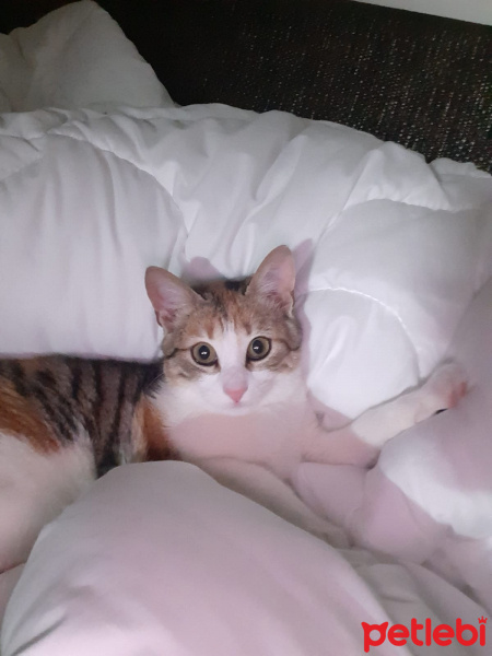 Tekir Kedi, Kedi  Fıstık fotoğrafı