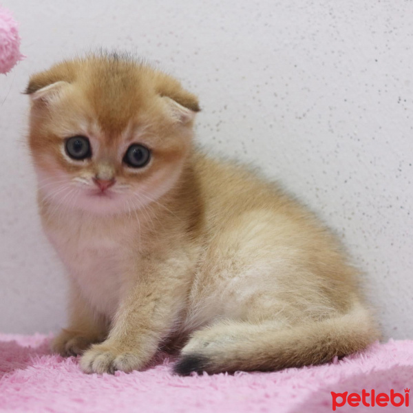 Scottish Fold, Kedi Toffee fotoğrafı