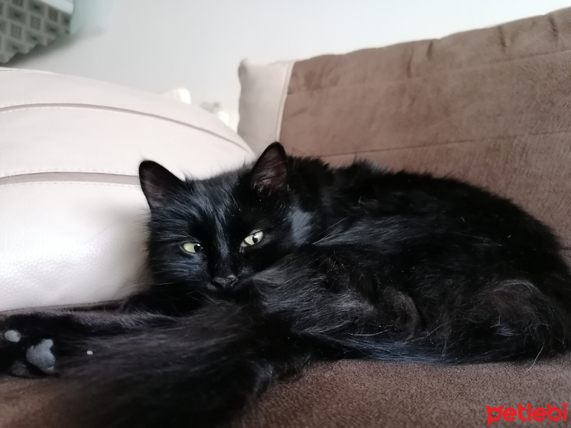 Tiffany/Chantilly, Kedi Tofu fotoğrafı