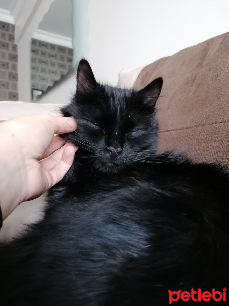 Tiffany/Chantilly, Kedi Tofu fotoğrafı