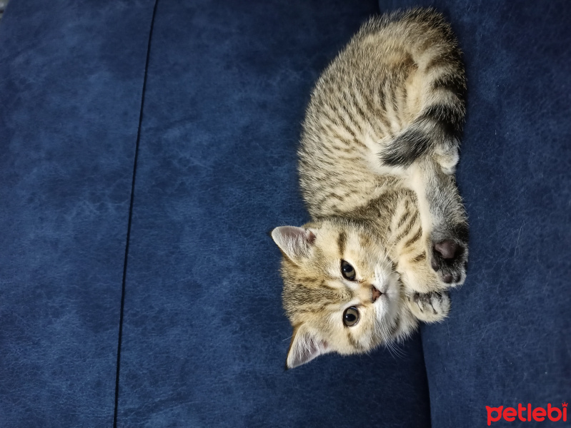 British Shorthair, Kedi CHEN fotoğrafı