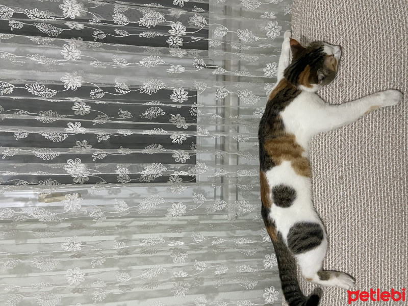 Tekir Kedi, Kedi Üzüm fotoğrafı