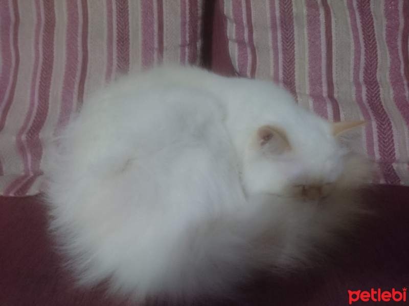 British Shorthair, Kedi tedy fotoğrafı