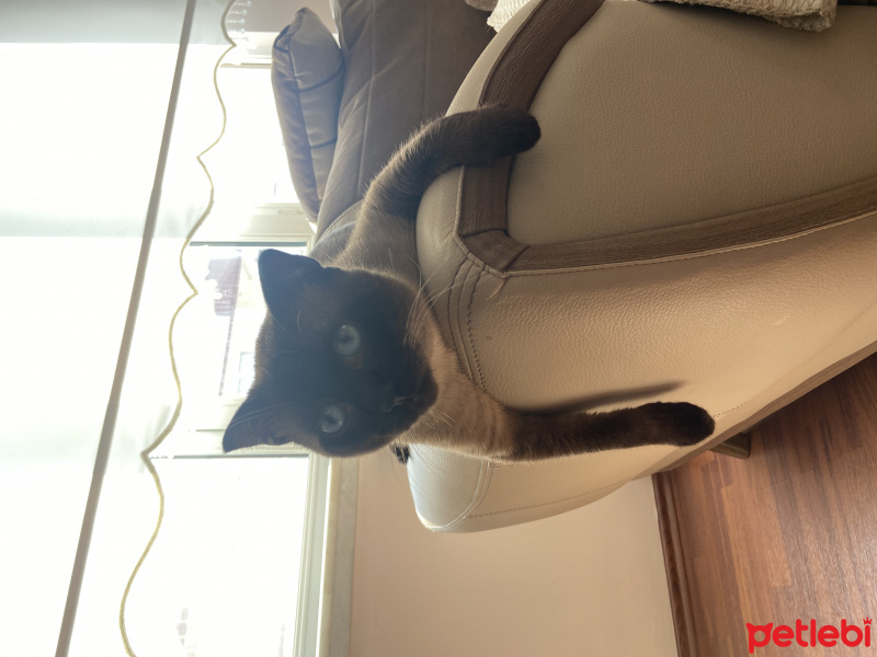 Siyam Kedisi, Kedi Lucky fotoğrafı