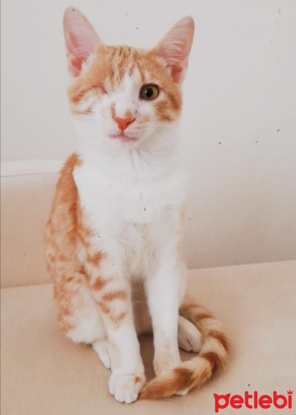 Sarman, Kedi odin fotoğrafı