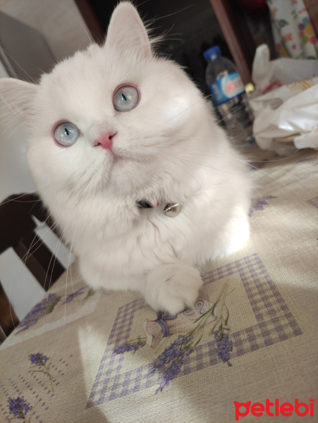 Scottish Fold, Kedi Cimcime fotoğrafı