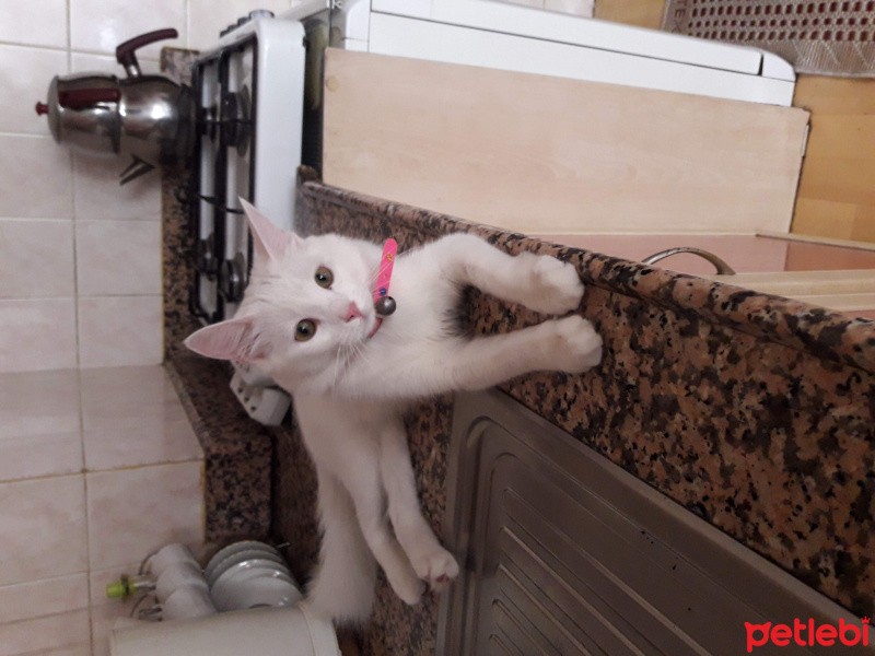 Ankara Kedisi, Kedi Lili fotoğrafı