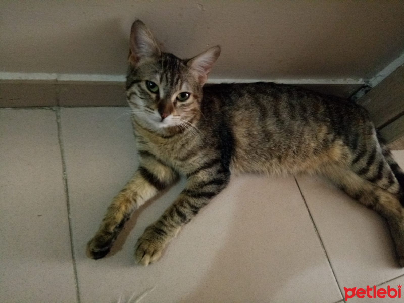 Tekir Kedi, Kedi pınar fotoğrafı