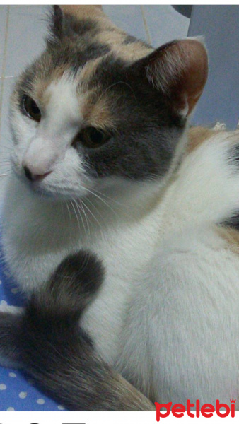 Ankara Kedisi, Kedi Şhaziş fotoğrafı