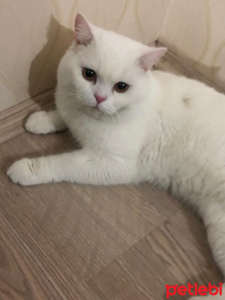 British Shorthair, Kedi Osman fotoğrafı