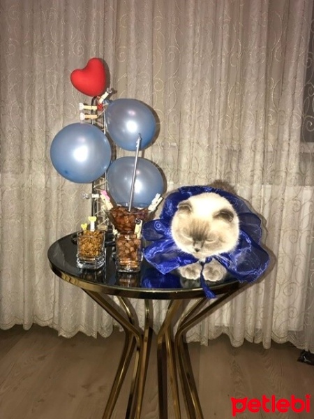 Scottish Fold, Kedi Lena fotoğrafı