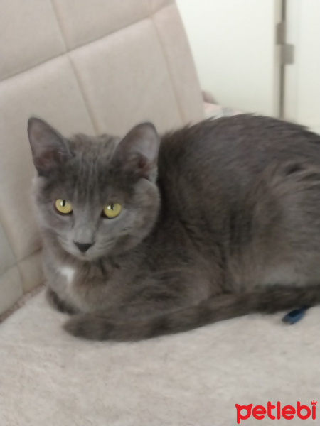 Mavi Rus, Kedi Mişa fotoğrafı