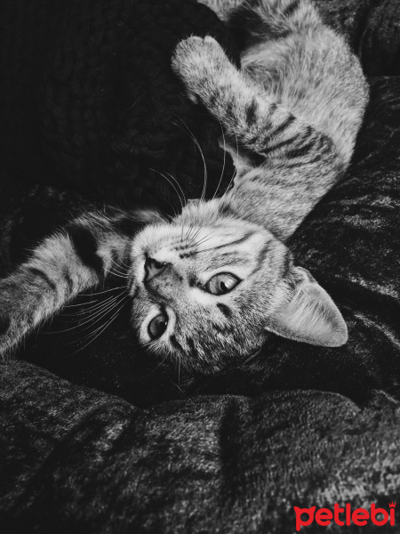 Tekir Kedi, Kedi Isabella fotoğrafı