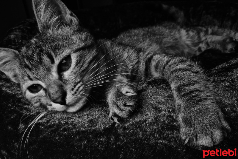 Tekir Kedi, Kedi Isabella fotoğrafı