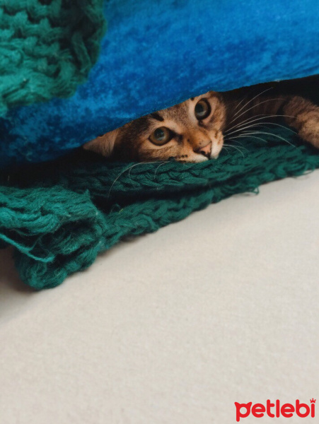 Tekir Kedi, Kedi Isabella fotoğrafı