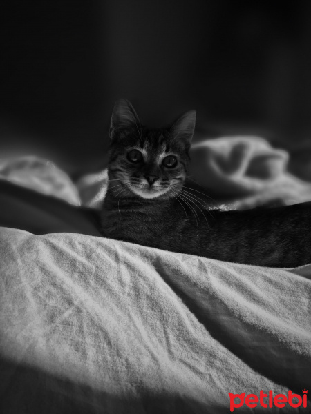 Tekir Kedi, Kedi Isabella fotoğrafı