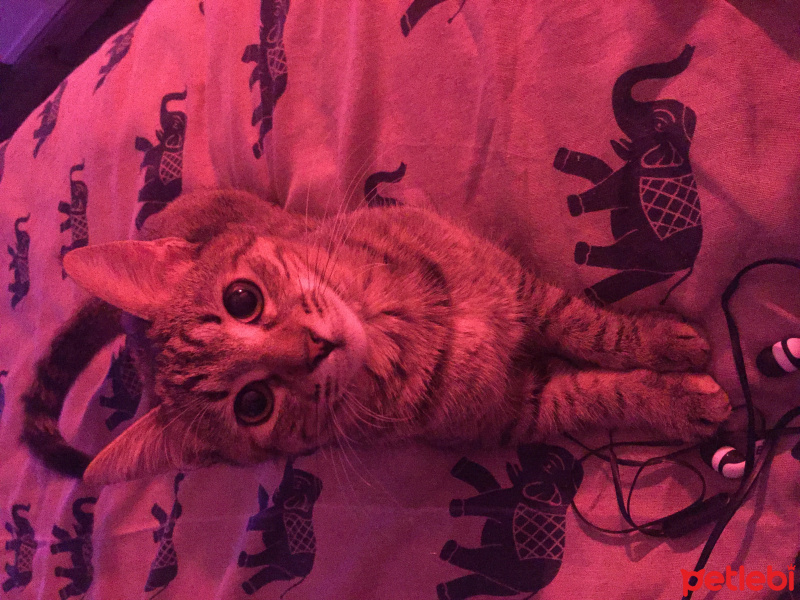 Tekir Kedi, Kedi Isabella fotoğrafı