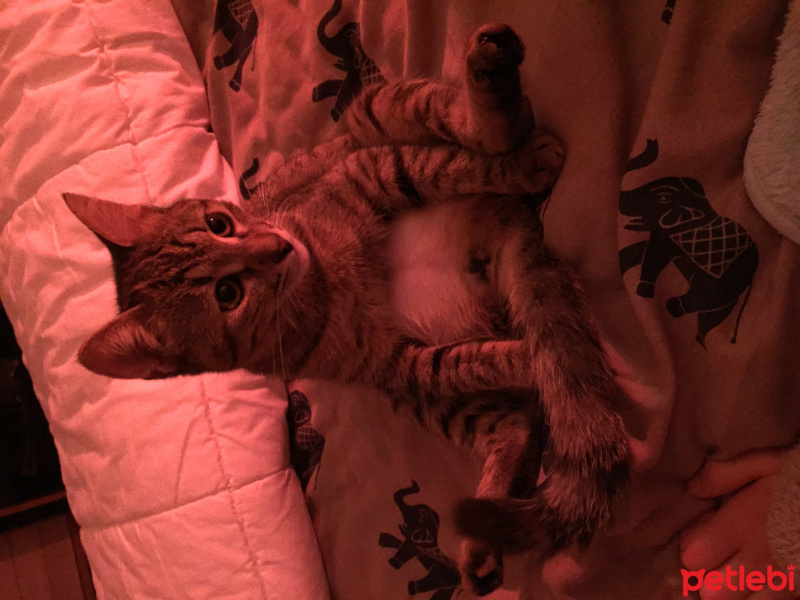 Tekir Kedi, Kedi Isabella fotoğrafı