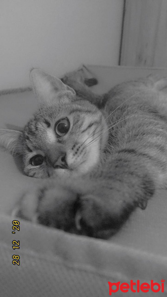 Tekir Kedi, Kedi Isabella fotoğrafı