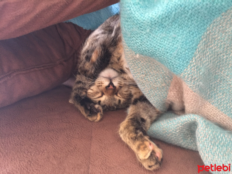 Tekir Kedi, Kedi Isabella fotoğrafı