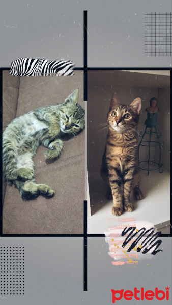 Tekir Kedi, Kedi Isabella fotoğrafı