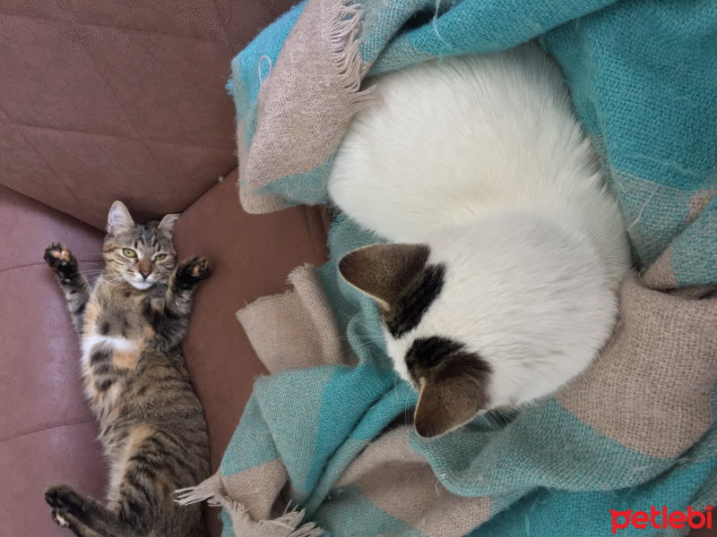 Tekir Kedi, Kedi Isabella fotoğrafı