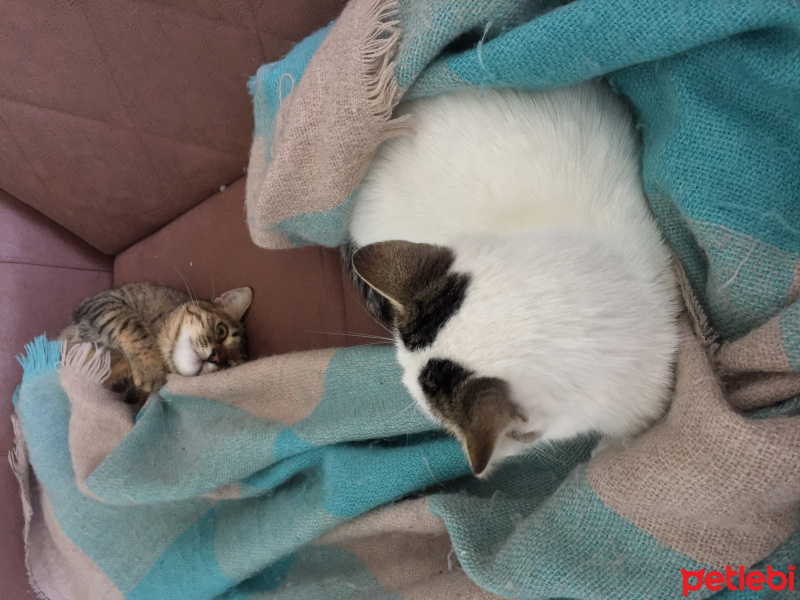 Tekir Kedi, Kedi Isabella fotoğrafı