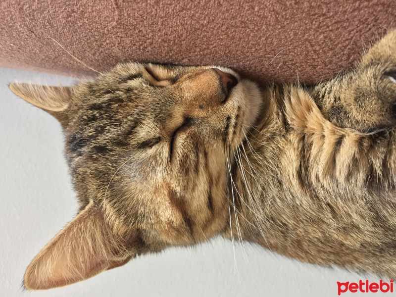 Tekir Kedi, Kedi Isabella fotoğrafı