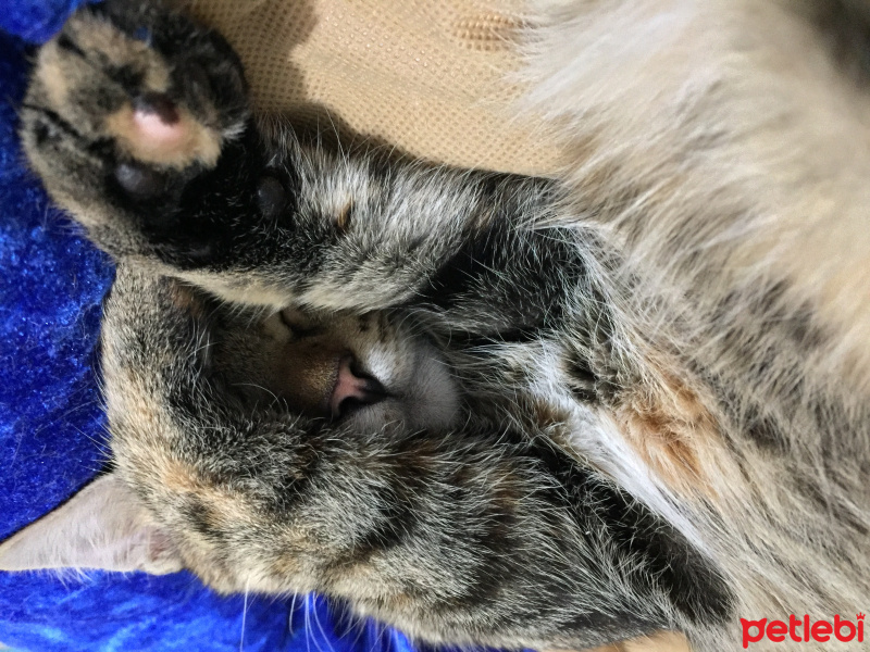 Tekir Kedi, Kedi Isabella fotoğrafı