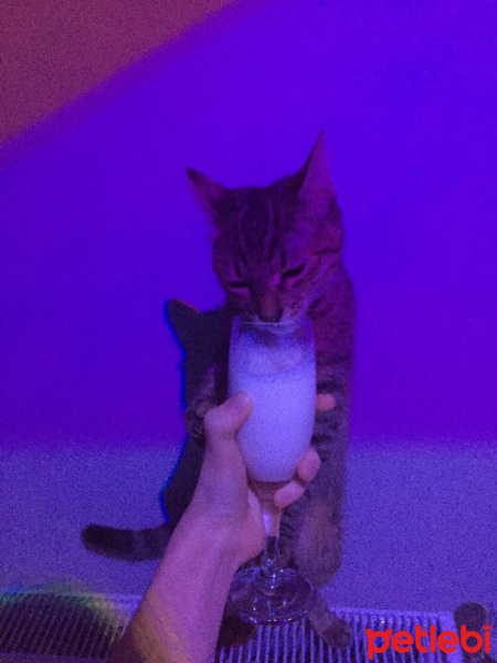 Tekir Kedi, Kedi Isabella fotoğrafı