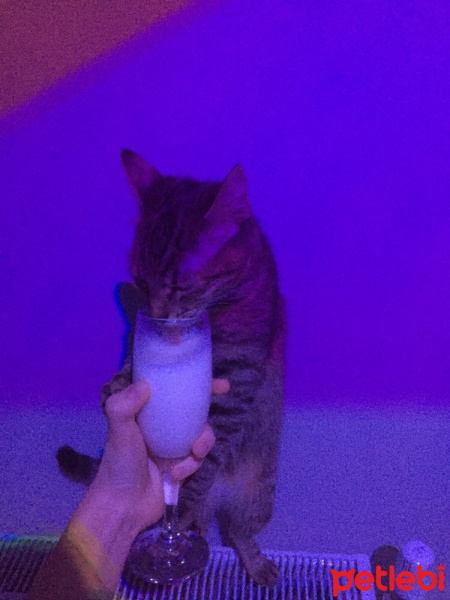 Tekir Kedi, Kedi Isabella fotoğrafı