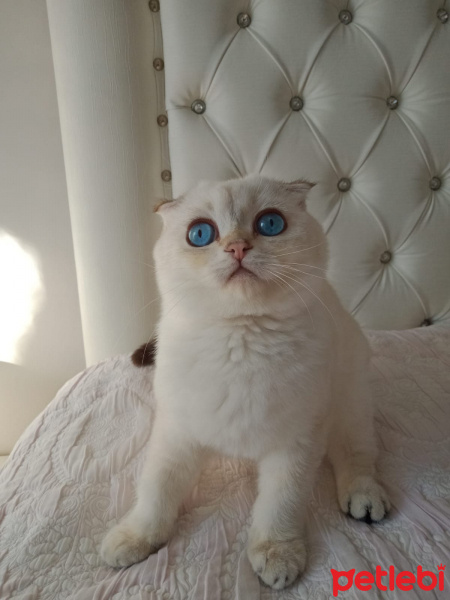 Scottish Fold, Kedi Milo fotoğrafı