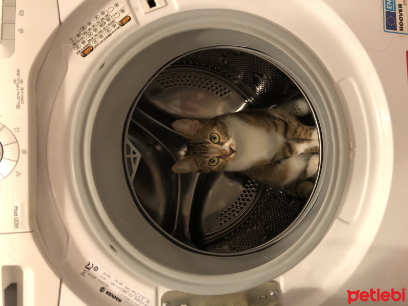 Tekir Kedi, Kedi Minti fotoğrafı