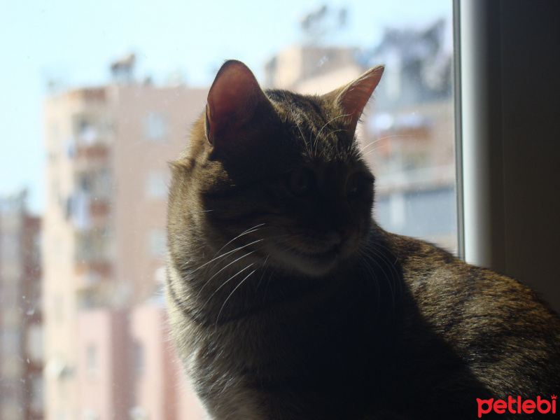 Tekir Kedi, Kedi Şıllık fotoğrafı