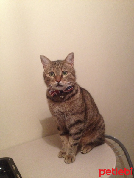 Tekir Kedi, Kedi Şıllık fotoğrafı